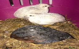 Quail poultry for sale: SEXED CHINESE PAINTED BUTTON QUAILS AVAILABLE ! - Image 9