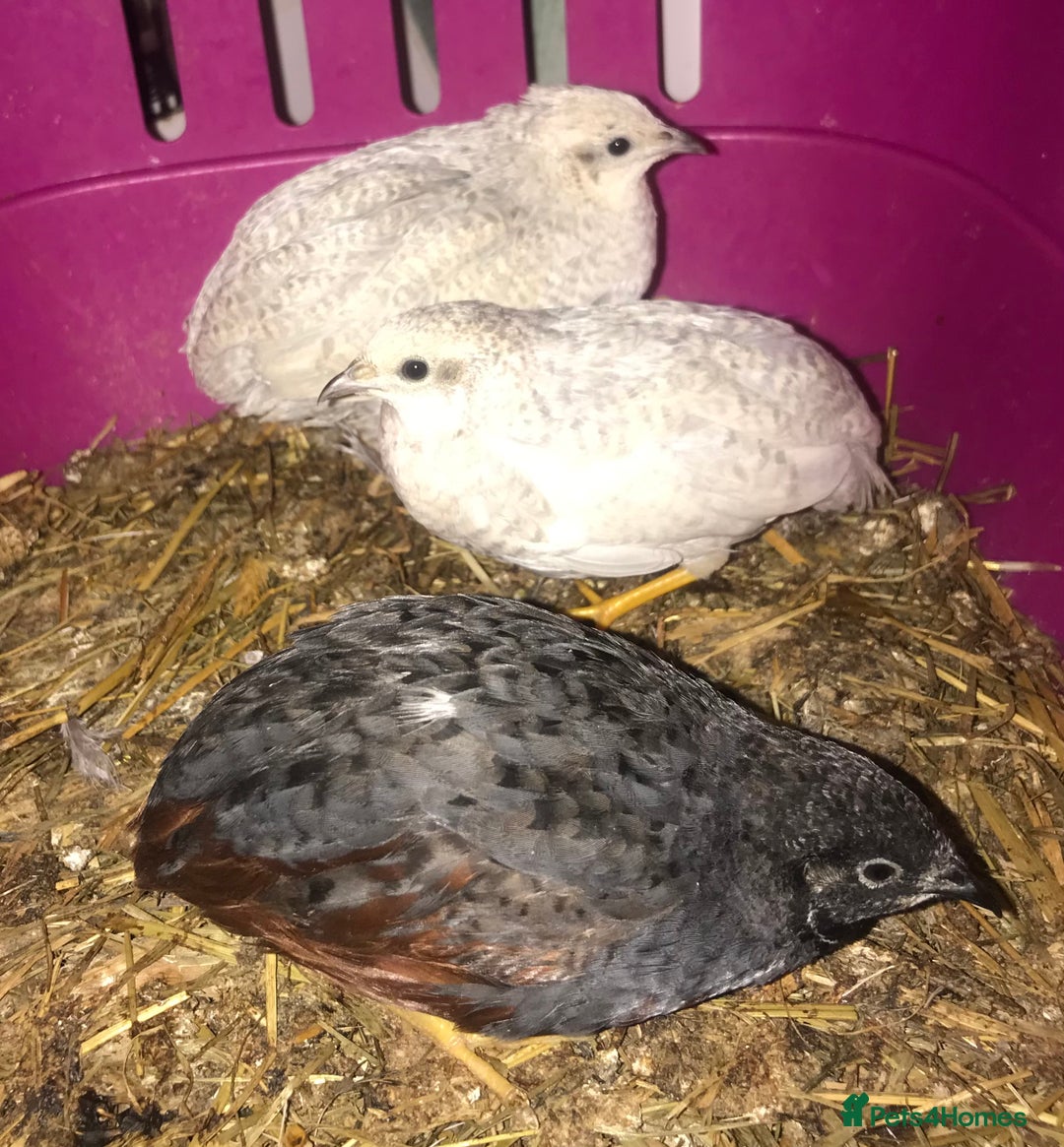 Quail poultry for sale: SEXED CHINESE PAINTED BUTTON QUAILS AVAILABLE ! - Image 9
