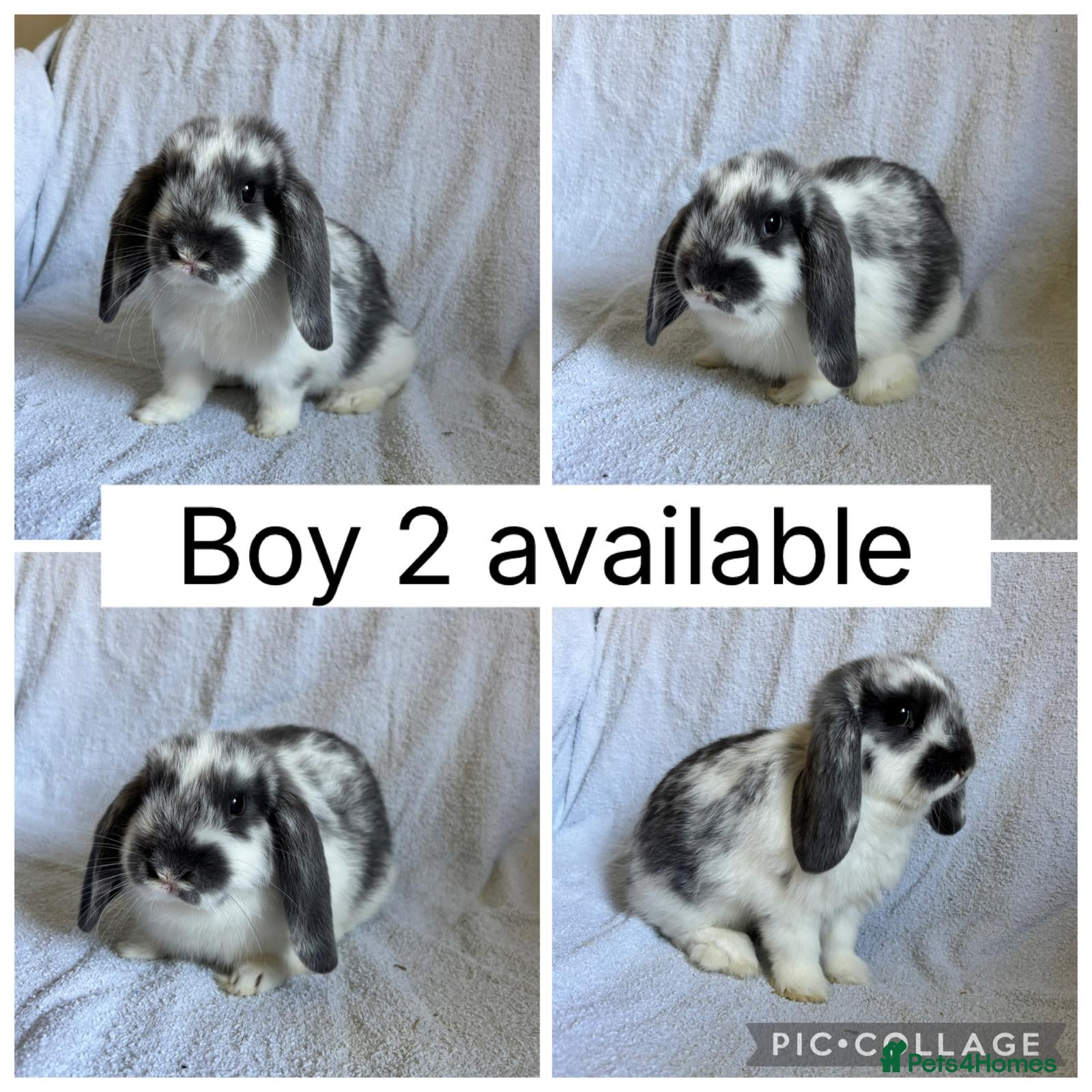 Mini Lop rabbits Beautiful mini lop boys READY NOW! - Advert 2