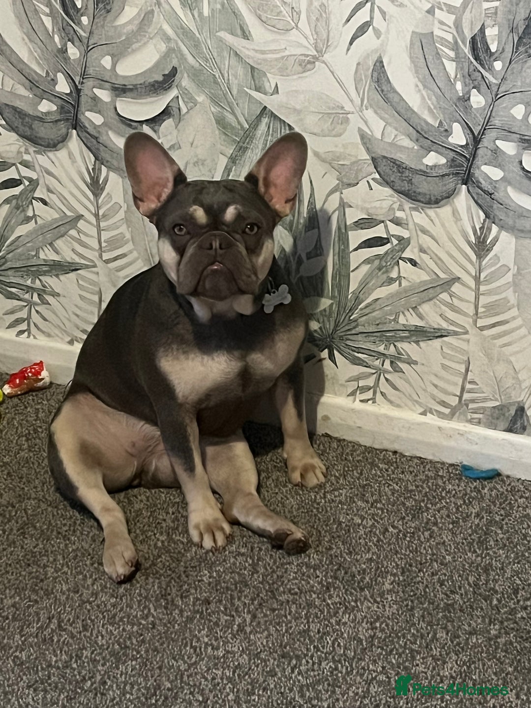 French Bulldog dogs for sale: French bulldog girl 1 year 2 months old  - Advert 1