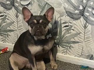 French Bulldog dogs French bulldog girl 1 year 2 months old - Advert 12