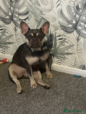 French Bulldog dogs French bulldog girl 1 year 2 months old - Advert 1