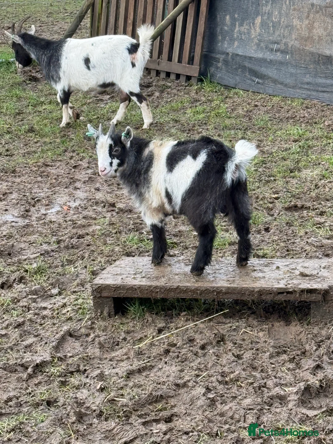 Goats livestock for sale: Pygmy  - Advert 3