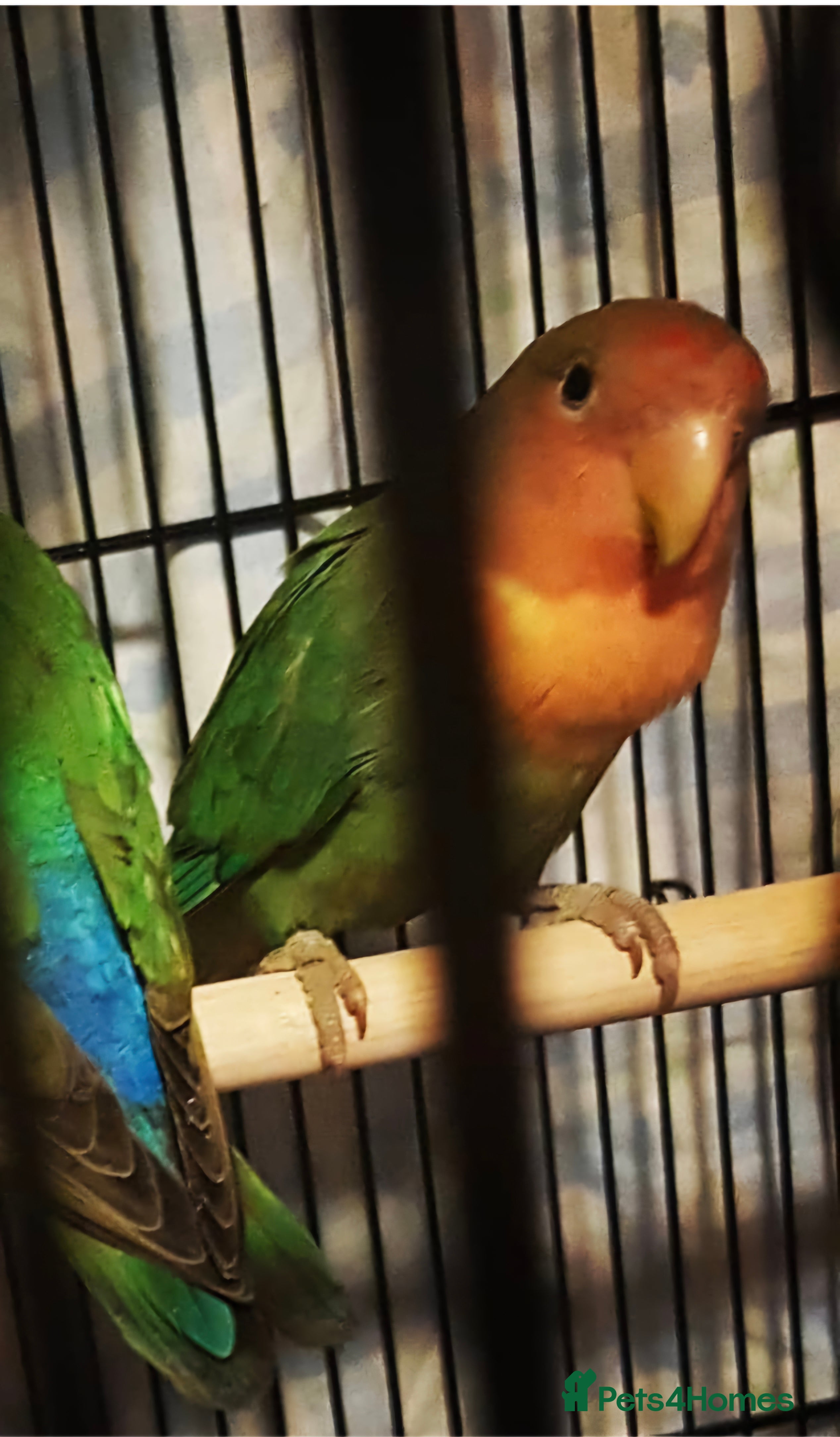 Lovebirds birds Lovebird looking for a new home - Advert 10