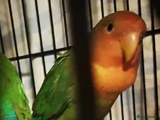 Lovebirds birds Lovebird looking for a new home - Advert 10