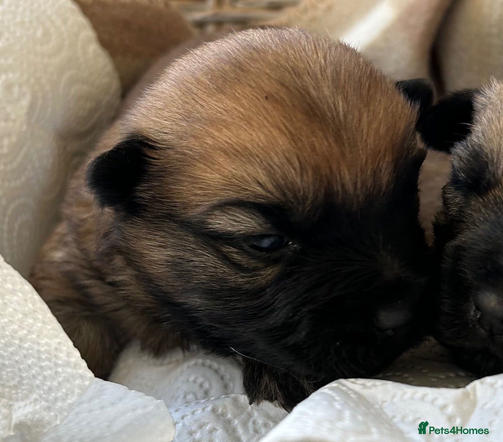Cairn Terrier dogs Gorgeous Cairn Terrier Puppys - Advert 3
