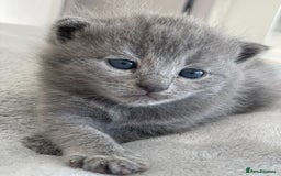 British Shorthair cats for sale: British Shorthair Kittens, 5 weeks free Insurance - Image 14
