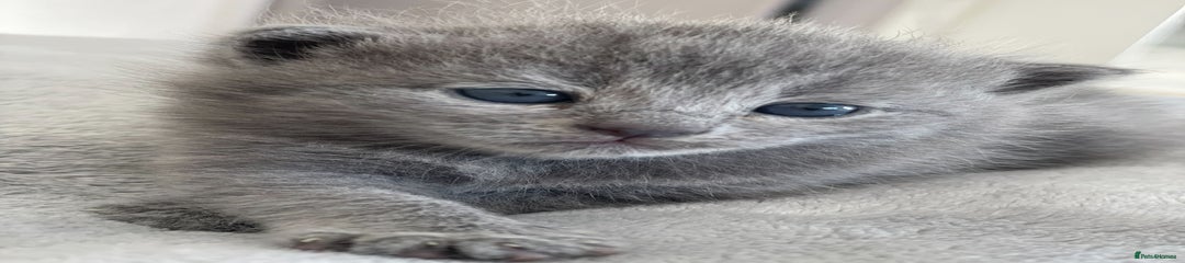 British Shorthair Kitten 6
