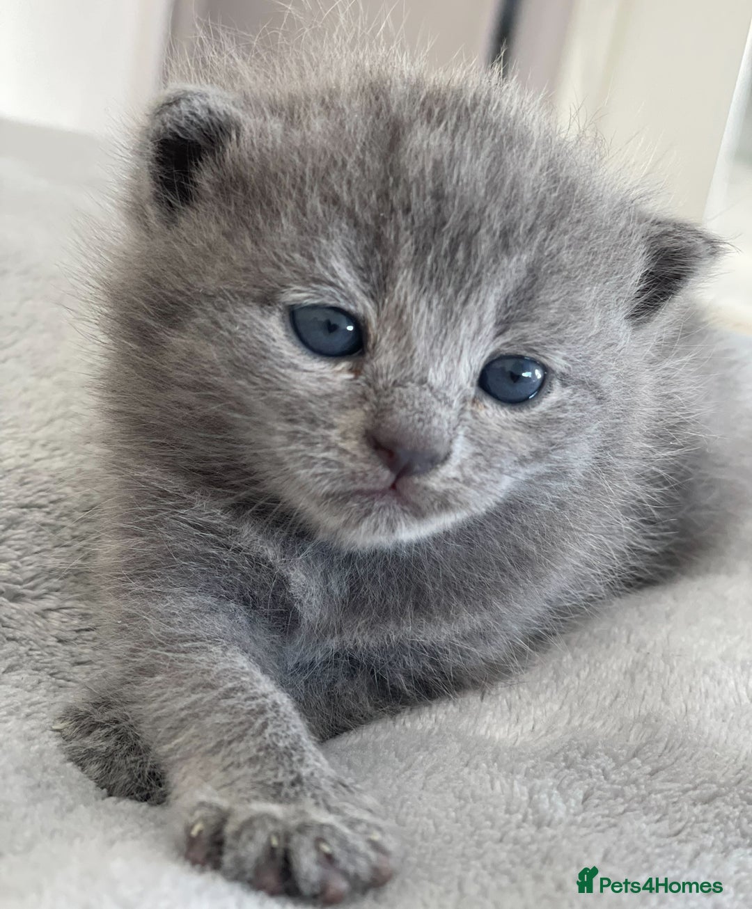 British Shorthair cats for sale: British Shorthair Kittens, 5 weeks free Insurance - Image 14