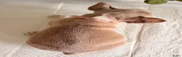 French Bulldog dogs for sale: French bull dog pups in Shotts - Advert 12