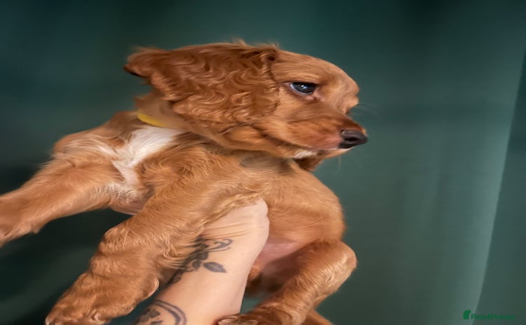 Sprocker dogs Stunning sprocker spaniel pups. Ready now - Advert 14