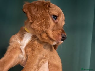 Sprocker dogs Stunning sprocker spaniel pups. Ready now - Advert 8