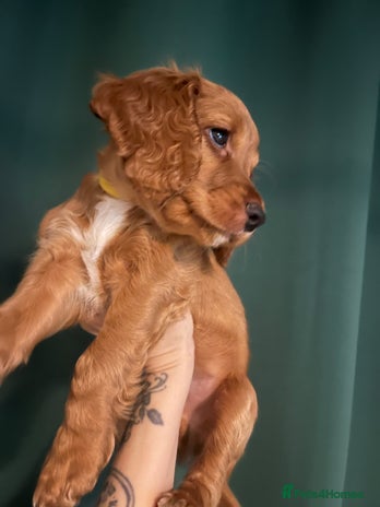 Sprocker dogs Stunning sprocker spaniel pups. Ready now - Advert 14