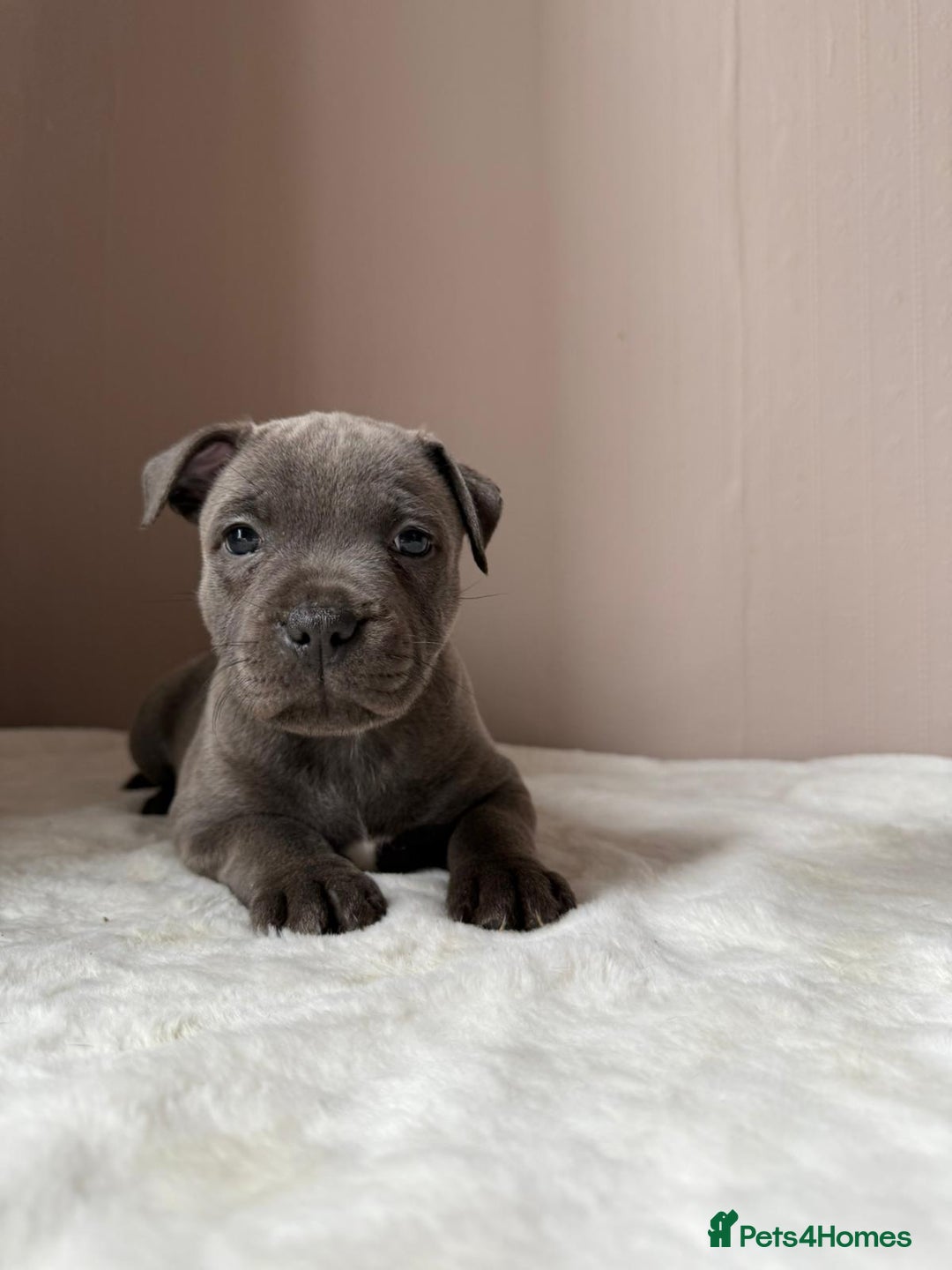 Staffordshire Bull Terrier dogs for sale: BLUEDOGCITY PHARON AT BULLSCAFF X WEDNESDAY ADDAMS - Image 14