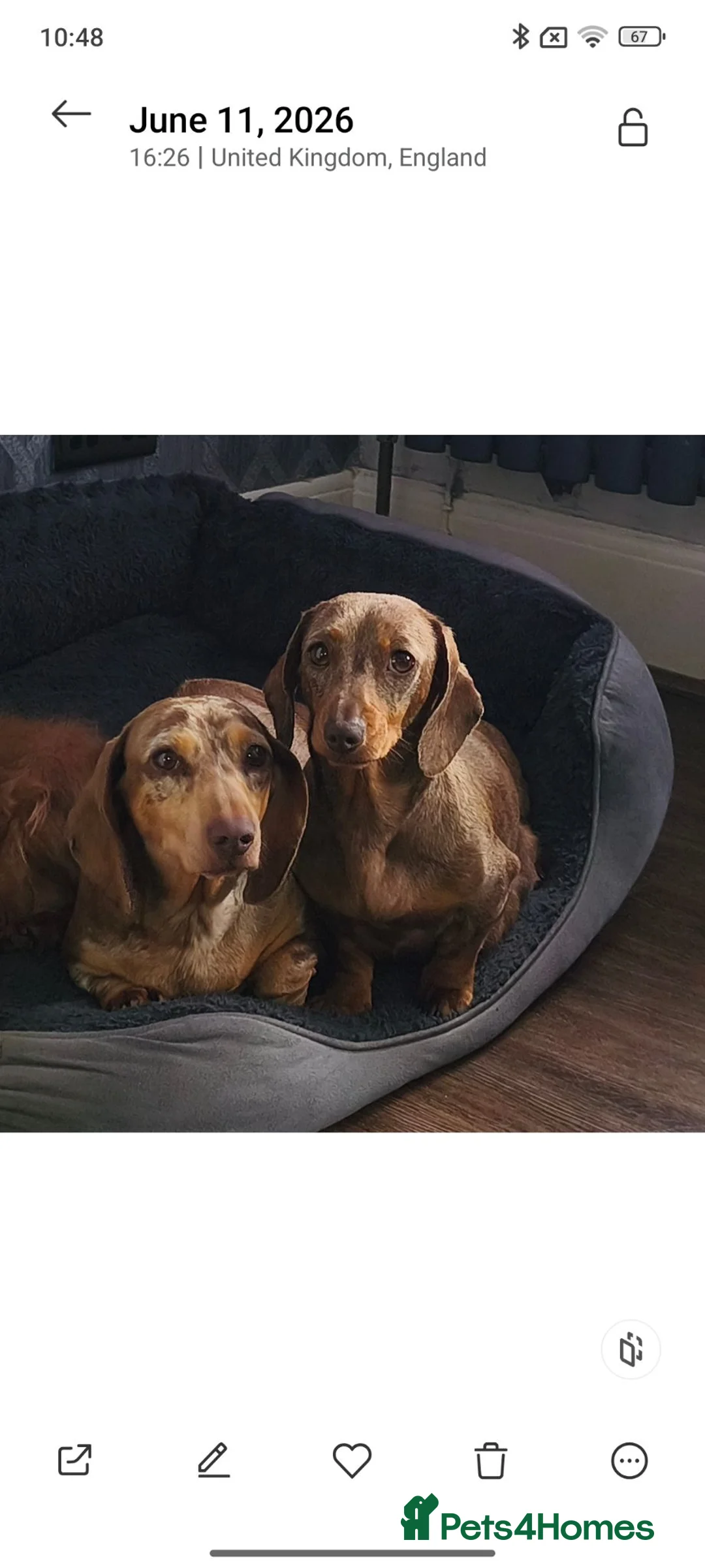 Miniature Dachshund dogs for sale: Looking to re-home lovely lucy - Advert 2