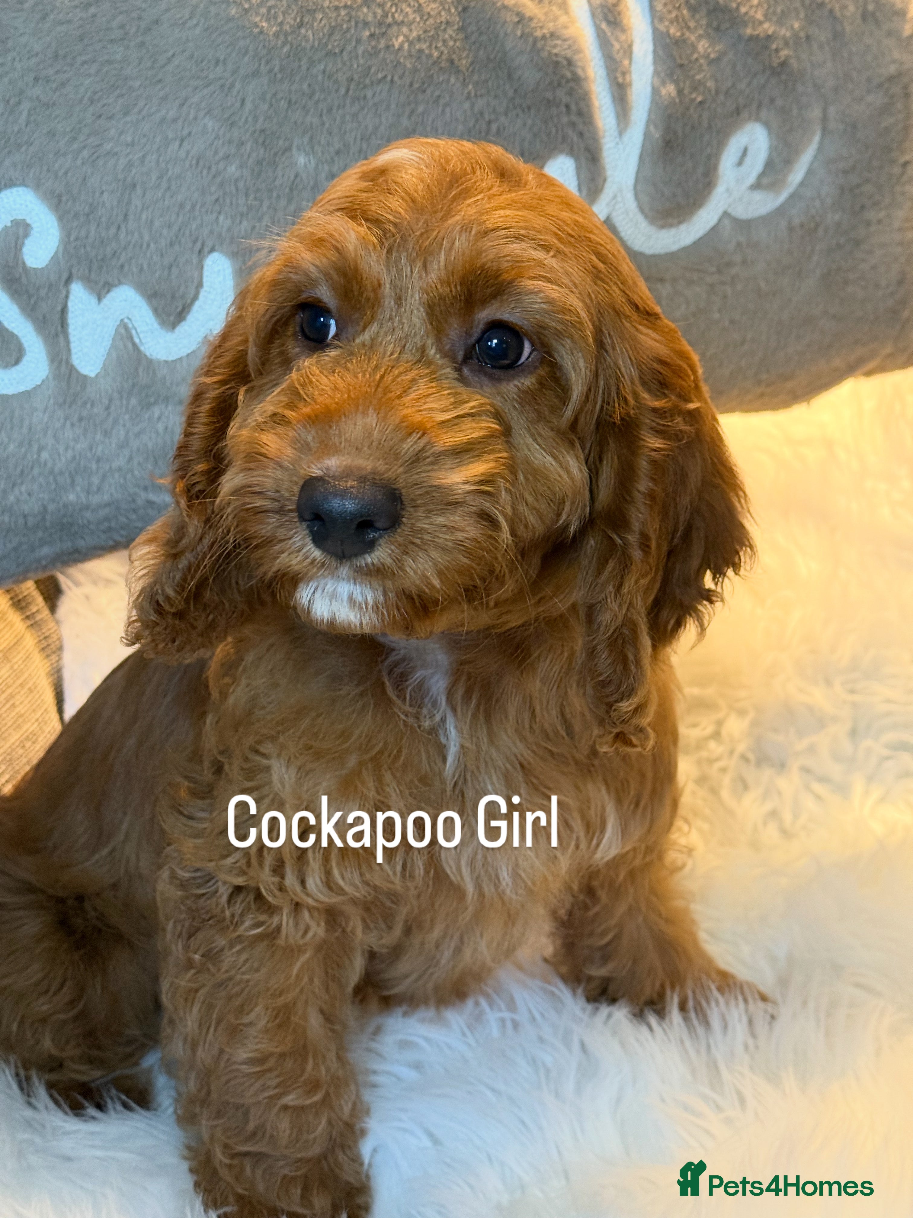 Cockapoo dogs Deep Dark Red Cockapoo Girl ready now  - Advert 4