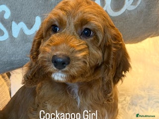 Cockapoo dogs Deep Dark Red Cockapoo Girl ready now - Advert 16
