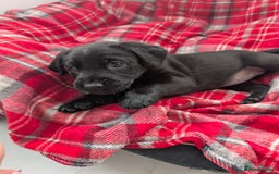 Labrador Retriever dogs for sale: Beautiful Labrador puppys  - Image 36