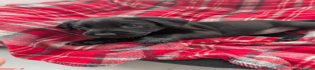 Labrador Retriever Puppy 6