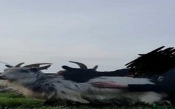 Goats livestock for sale: Tame Pygmy Nanny Goats for sale - Image 2