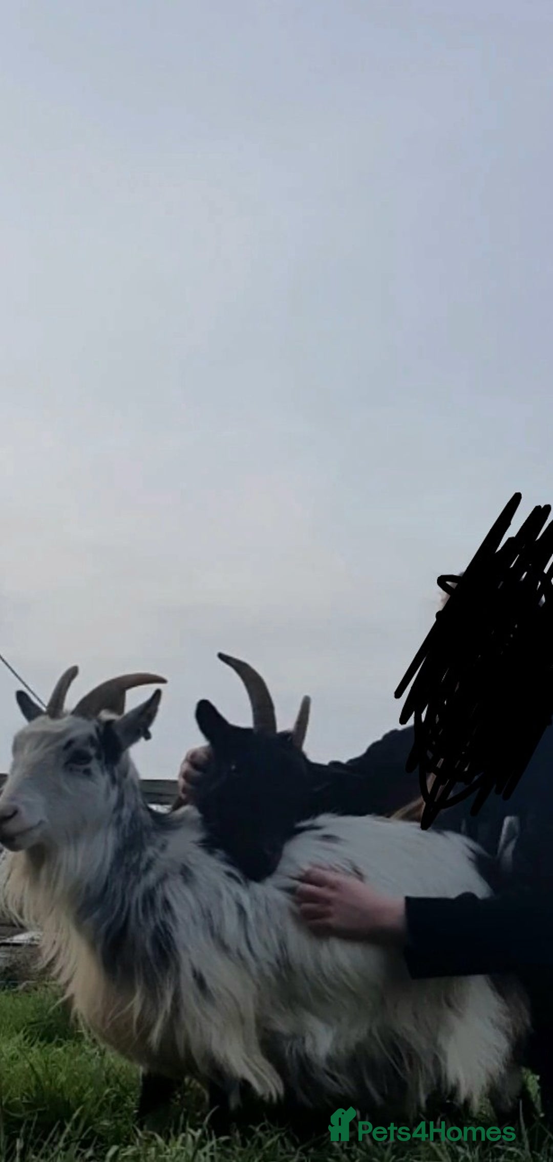 Goats livestock for sale: Tame Pygmy Nanny Goats for sale - Image 2