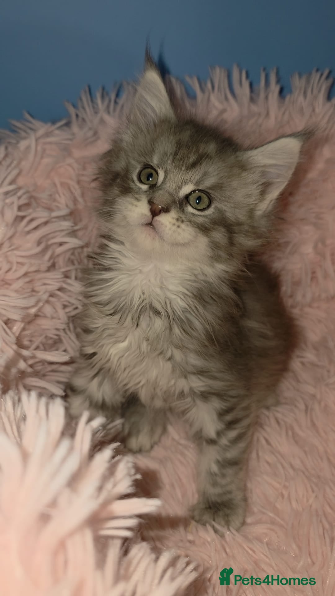 Maine Coon cats One beautiful tica female maine coon kitten left - Advert 4
