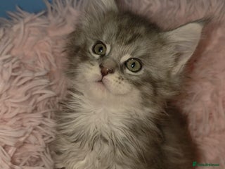 Maine Coon cats One beautiful tica female maine coon kitten left - Advert 14