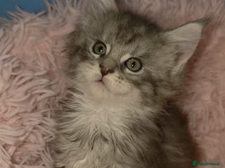 Maine Coon cats One beautiful tica female maine coon kitten left - Advert 4