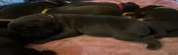 Labrador Retriever dogs for sale: Beautiful KC Chocolate Labs - Advert 14