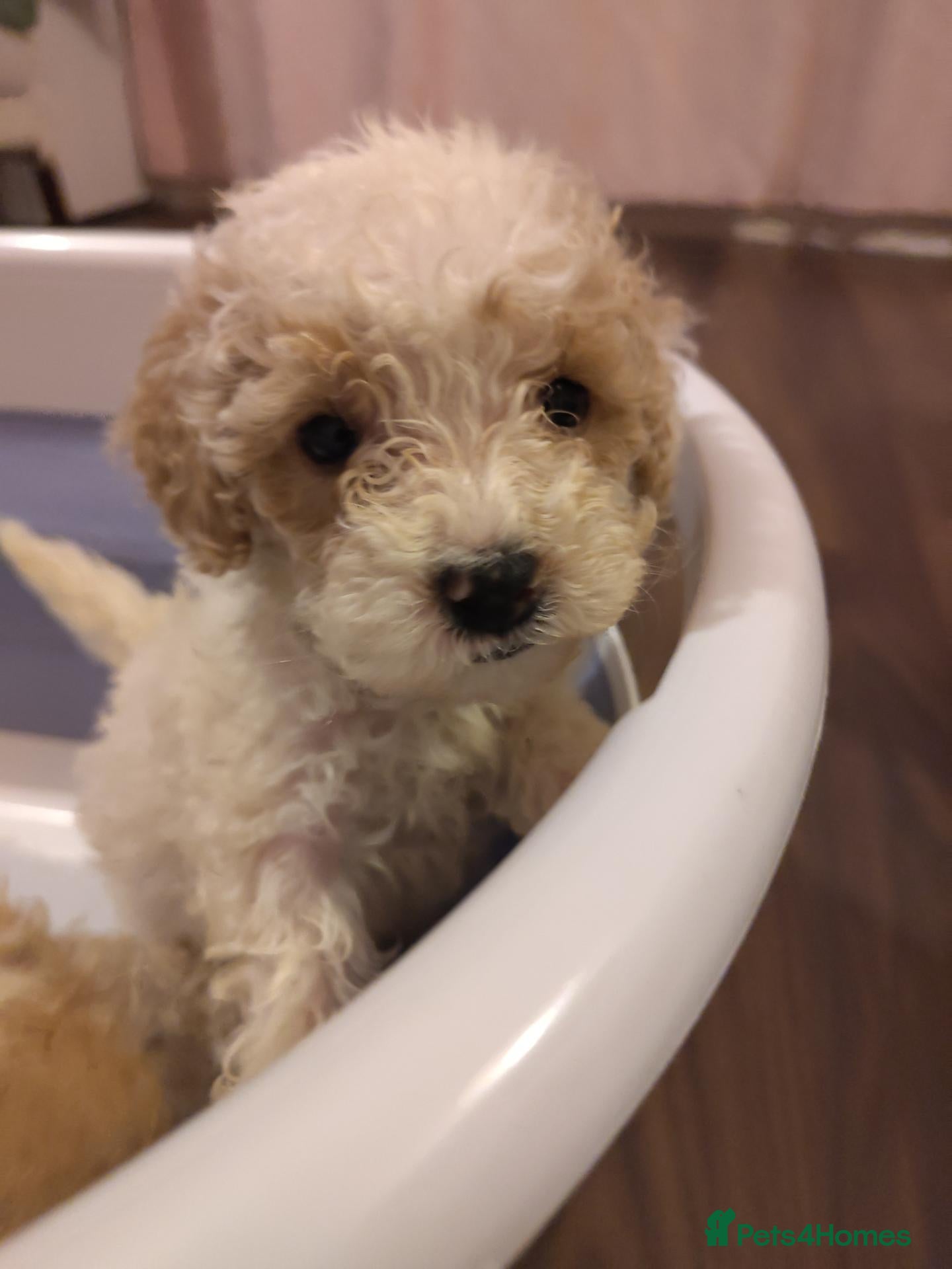 Cockapoo dogs for sale: Toy Cockapoo Puppies | 2 days left to collection! - Advert 2