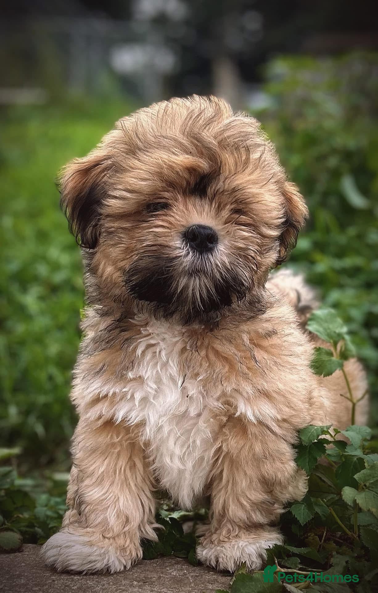 Lhasa Apso dogs for stud: Kc registered Lhasa for Stud  - Advert 3