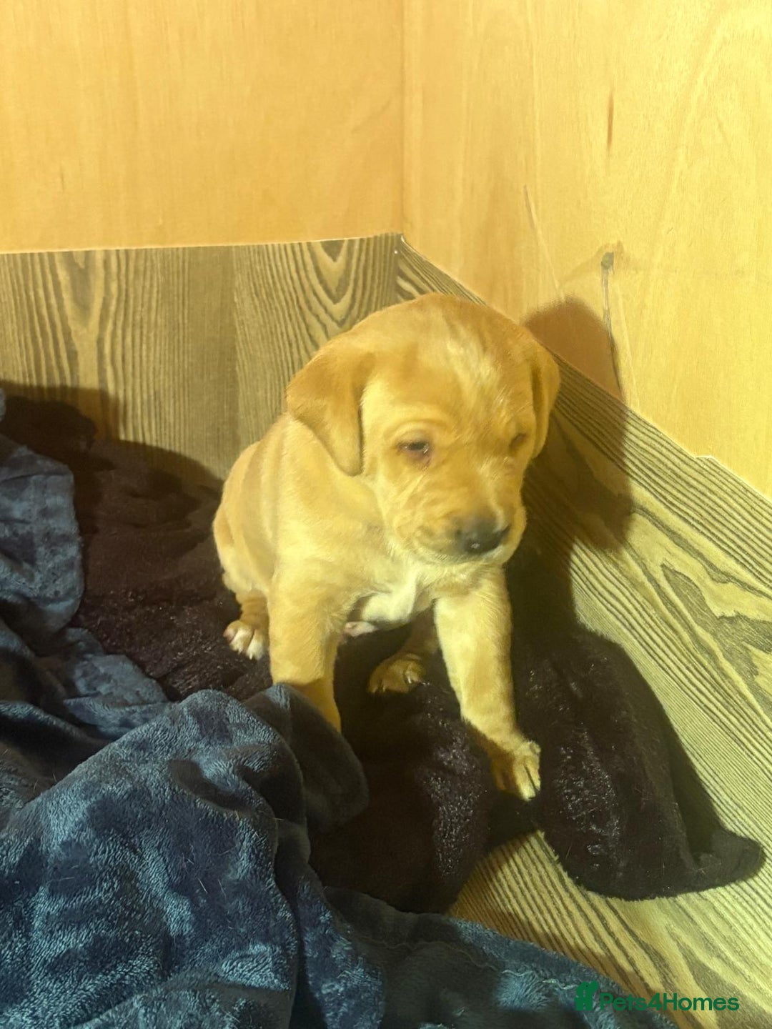 Labrador Retriever dogs for sale: Fox red Labrador Boy  - Advert 6