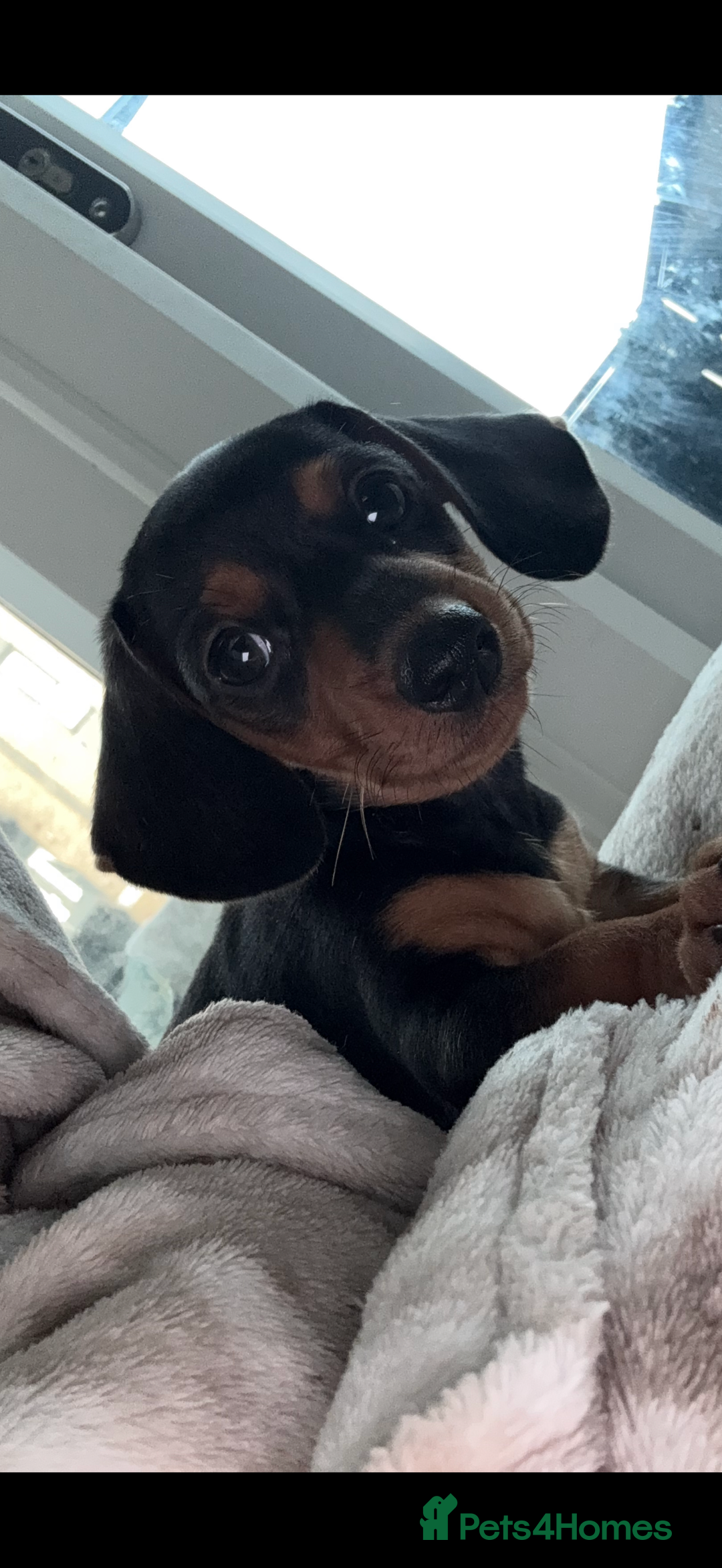 Miniature Dachshund dogs for sale: Miniature dachshund pups  - Image 2