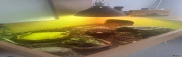 Tortoise reptiles for sale: Leopard Tortoise in Bristol - Advert 2