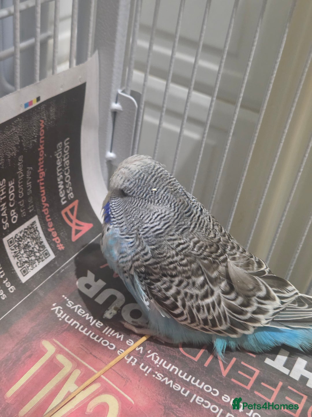 Budgerigars birds for sale: Exhibition budgies - Advert 5