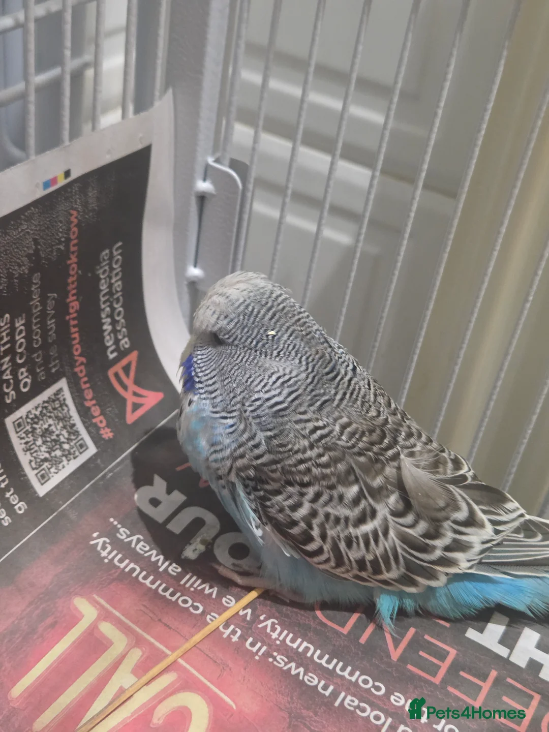 Budgerigars birds for sale: Exhibition budgies - Advert 5