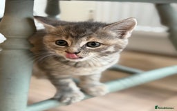 Mixed Breed cats for sale: Ready now! 6 beautiful kittens - Advert 9