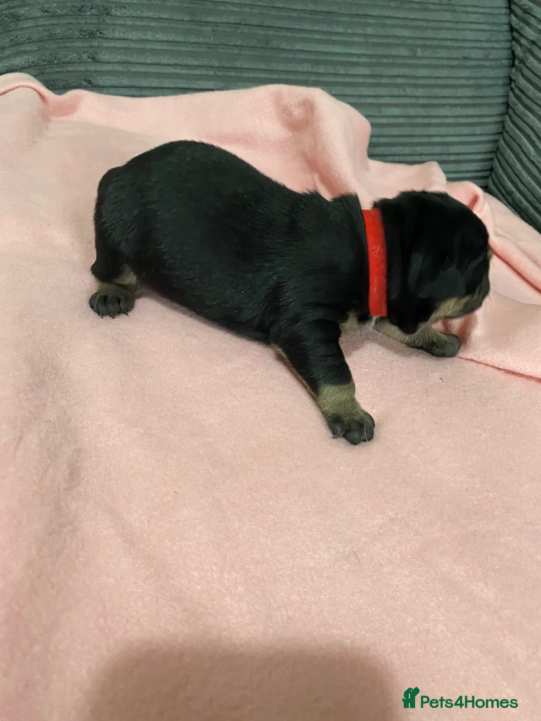 Olde English Bulldogge dogs for sale: Olde English bulldog puppies  in Darlington - Advert 2