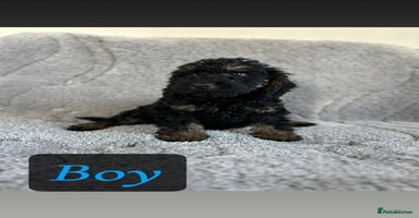 Cockapoo dogs - Advert 4
