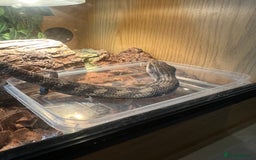 Skink reptiles for sale: Blue tounged skink  in Bristol - Image 4