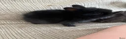 Lionhead rabbits for sale: Lion head babies  - Advert 4