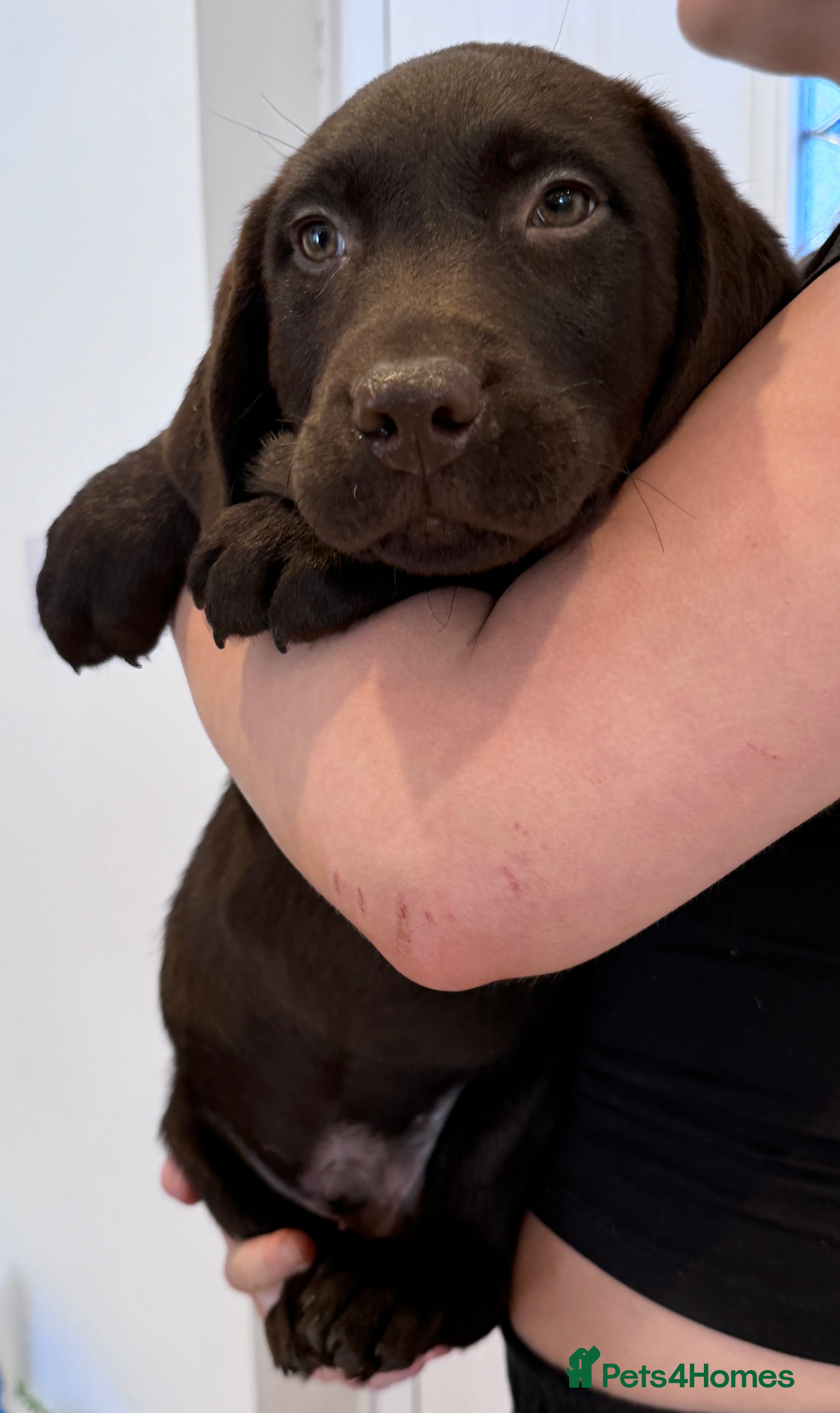 Labrador Puppies 10 Week Old Black Lab Puppy Stock 10 Week Black