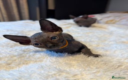 Sphynx cats for sale: 6 adorable sphinx kittens for sale  - Image 5