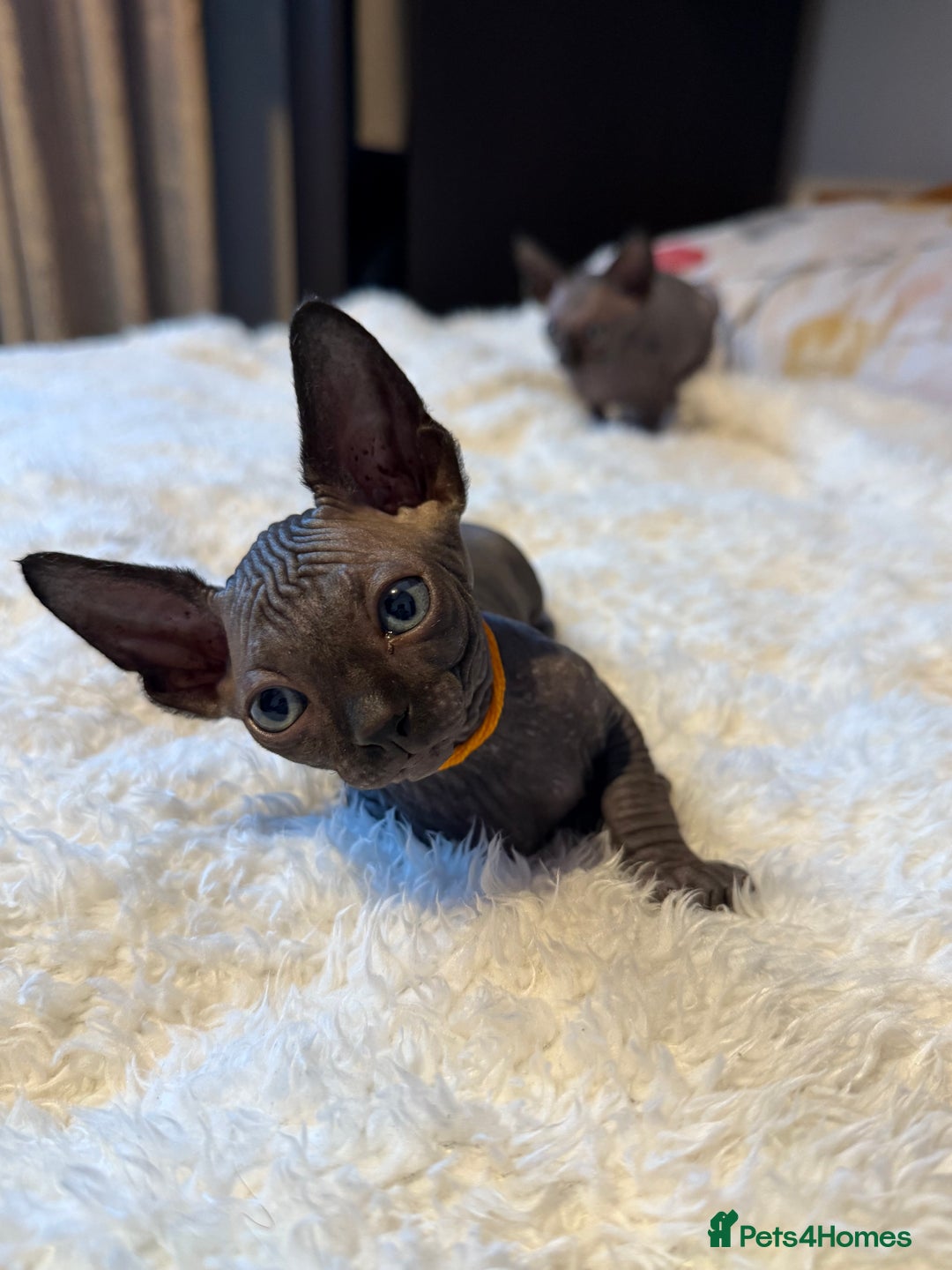 Sphynx cats for sale: 6 adorable sphinx kittens for sale  - Image 5