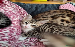 Mixed Breed cats for sale: 3 mix Bengal kittens - Image 4