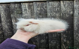 Guinea Pig rodents for sale: 3 baby swiss boars - Image 9