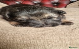 German Shepherd dogs for sale: Long-Haired Straight Back German Shepherd Puppies - Image 4