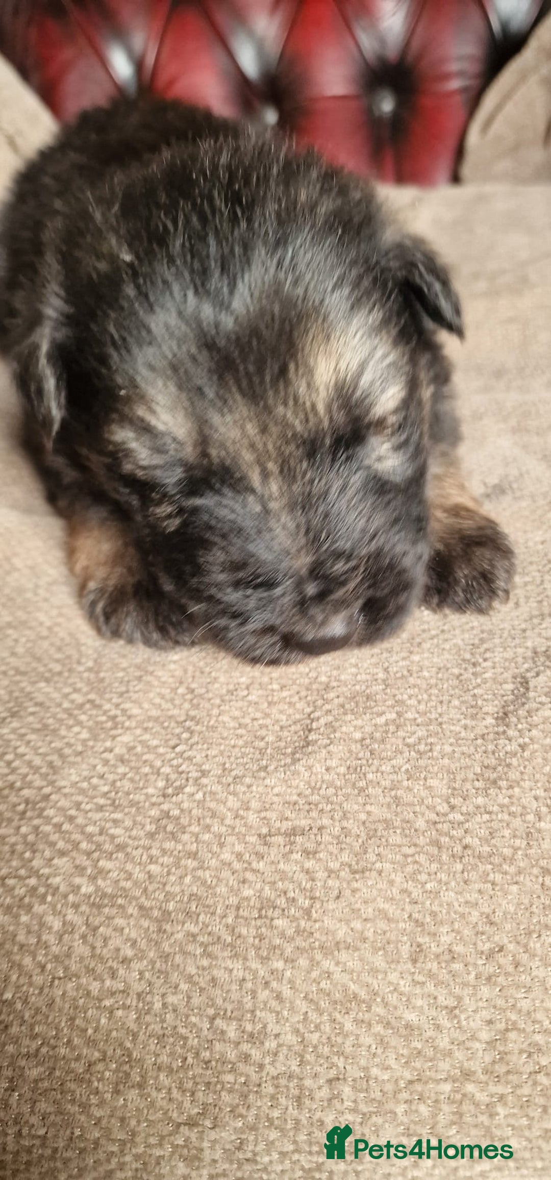 German Shepherd dogs for sale: Long-Haired Straight Back German Shepherd Puppies - Image 4
