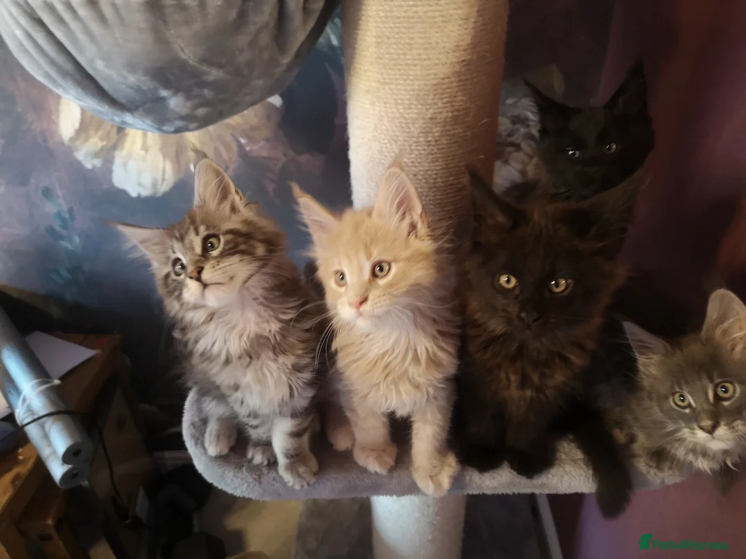 Maine Coon cats for sale: TICA reg HEALTH CHECKED Maine Coons - Advert 2