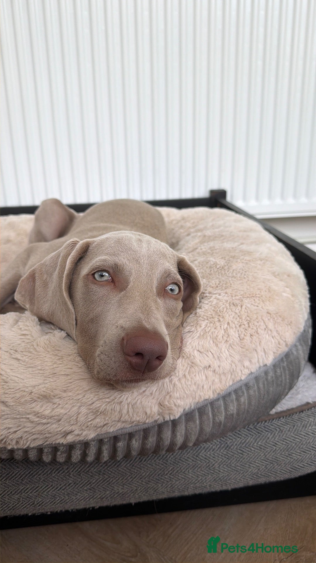 Weimaraner dogs Female Weimaraner pup - Advert 2